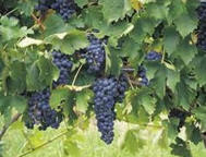 ハンターバレー